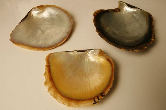 oysters from palawan island 