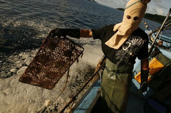 man in mask holding iron plate with oysters ready for checking for golden pearls