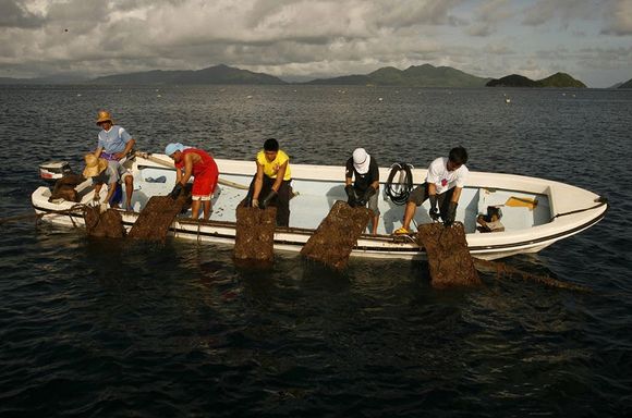 harvesting oysters from small boat