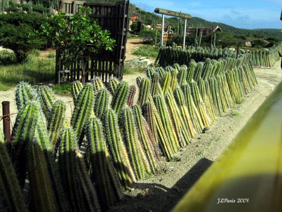 cactus fence good for view but hard to pass