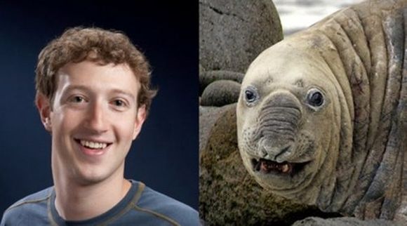 Mark Zuckerberg Facebook and Elephant Seal sea animal