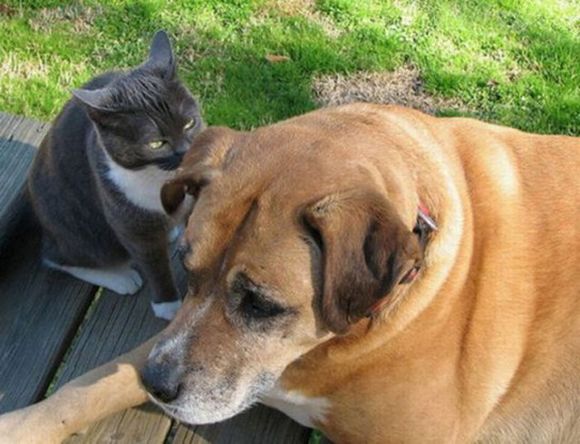 cat tells dog to stay calm 