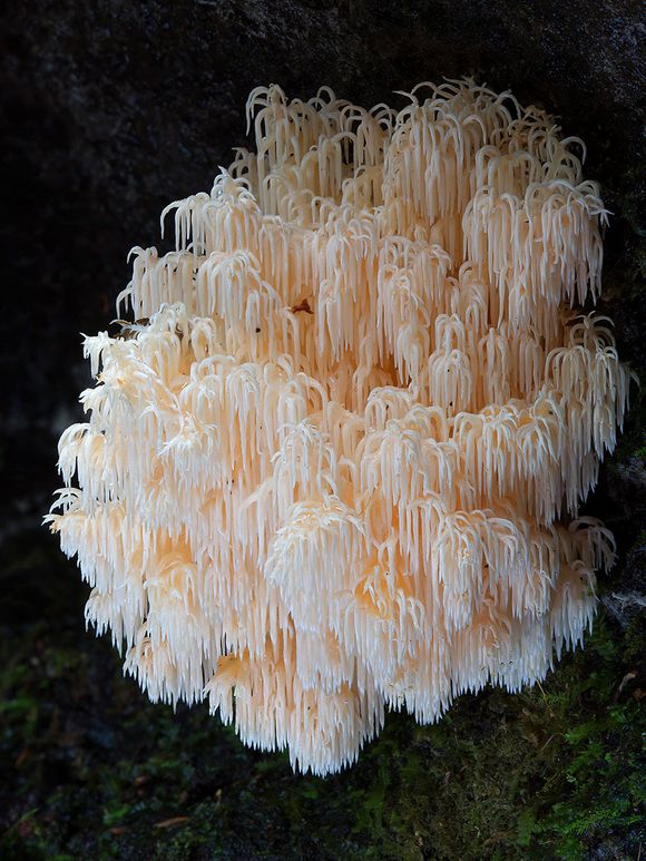 fungi13