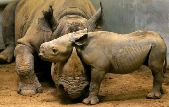 Baby Rhino and his mom