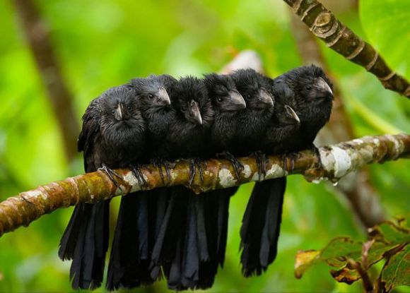 black birds 