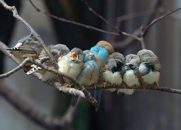 birds on a branch 