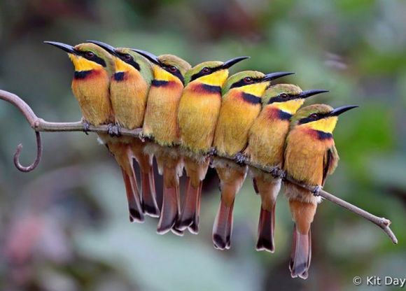 colorful birds 
