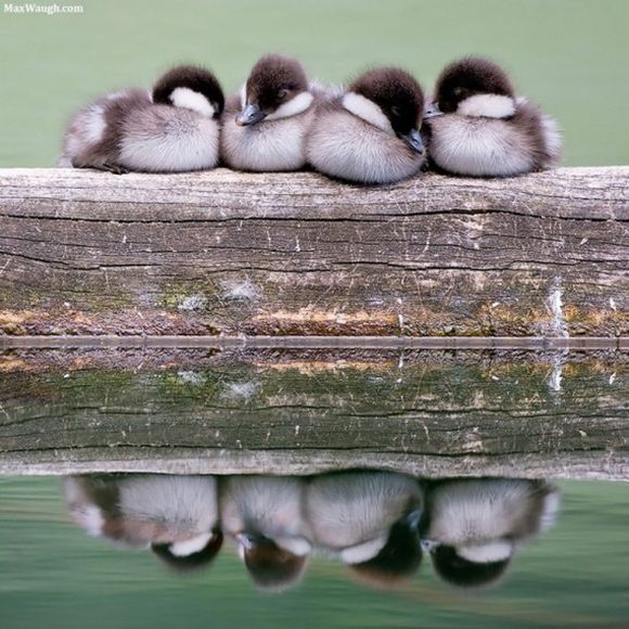 little ducks 