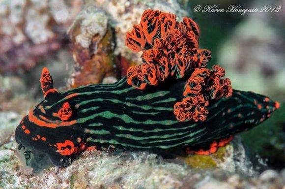 colorful nudibranch