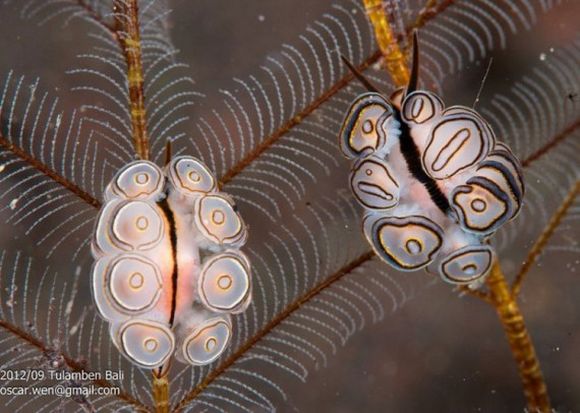 splendid nudibranch 