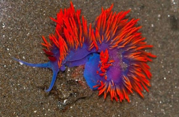 colorful nudibranch 