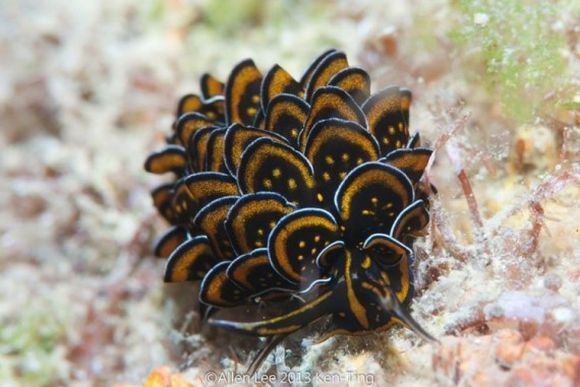 sea slug 