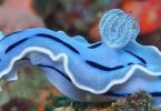 sea slug