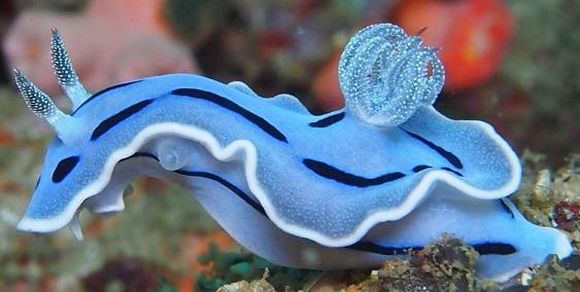 sea slugs 