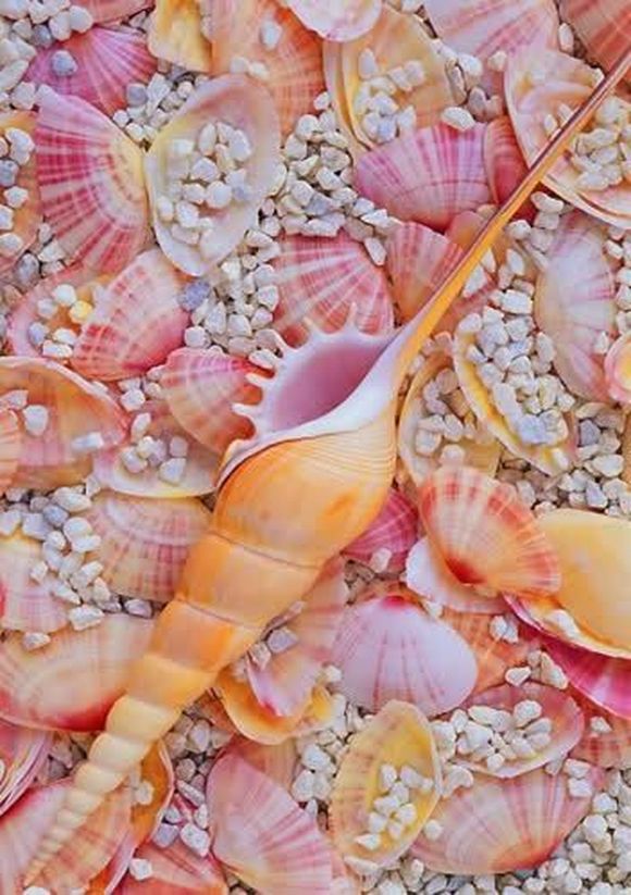 pink shells