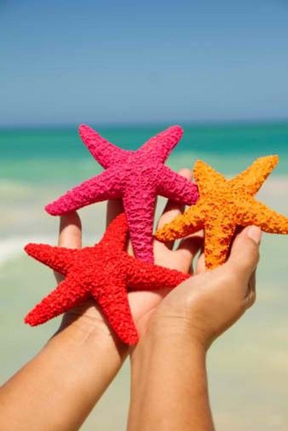 summer photos sea stars 