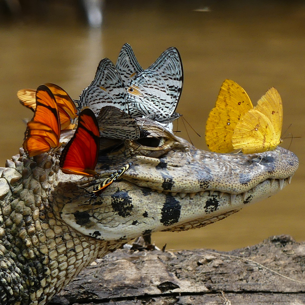 caiman covered in butterflies 